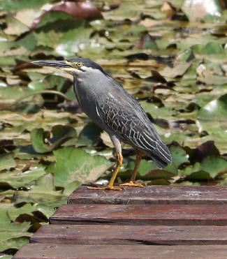 CWAC | Coordinated Waterbird Counts | ADU